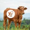 Cowpathy